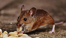 24 Hour & Emergency Exterminators in Christiansbg, OH